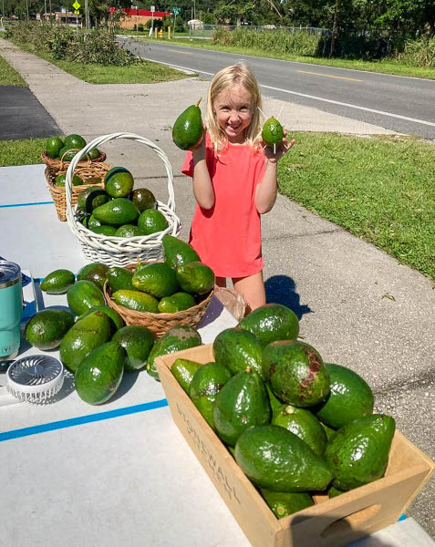 Immanuel member Katrina Bernthal selling avocados that were blown off the tree by the hurricane.