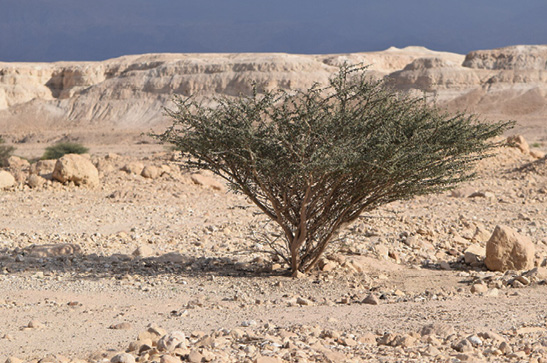 Acacia tortilis, or broom tree, in eastern Israel.